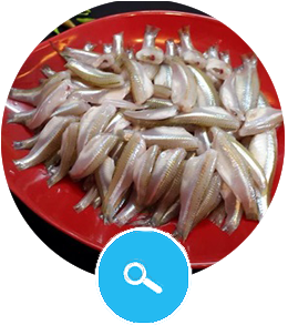 Smelt Fish
