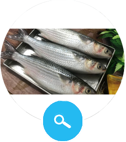 Grey Mullet Fish