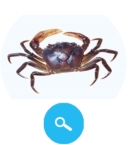 Salted Crab