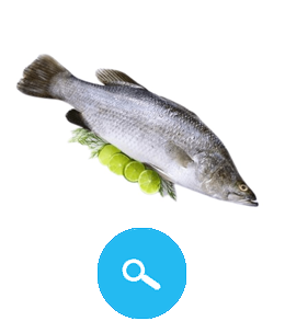 Barramundi Fish