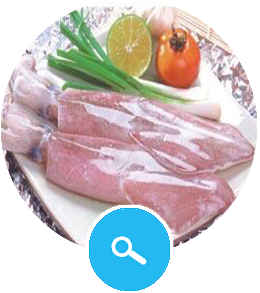 Squid