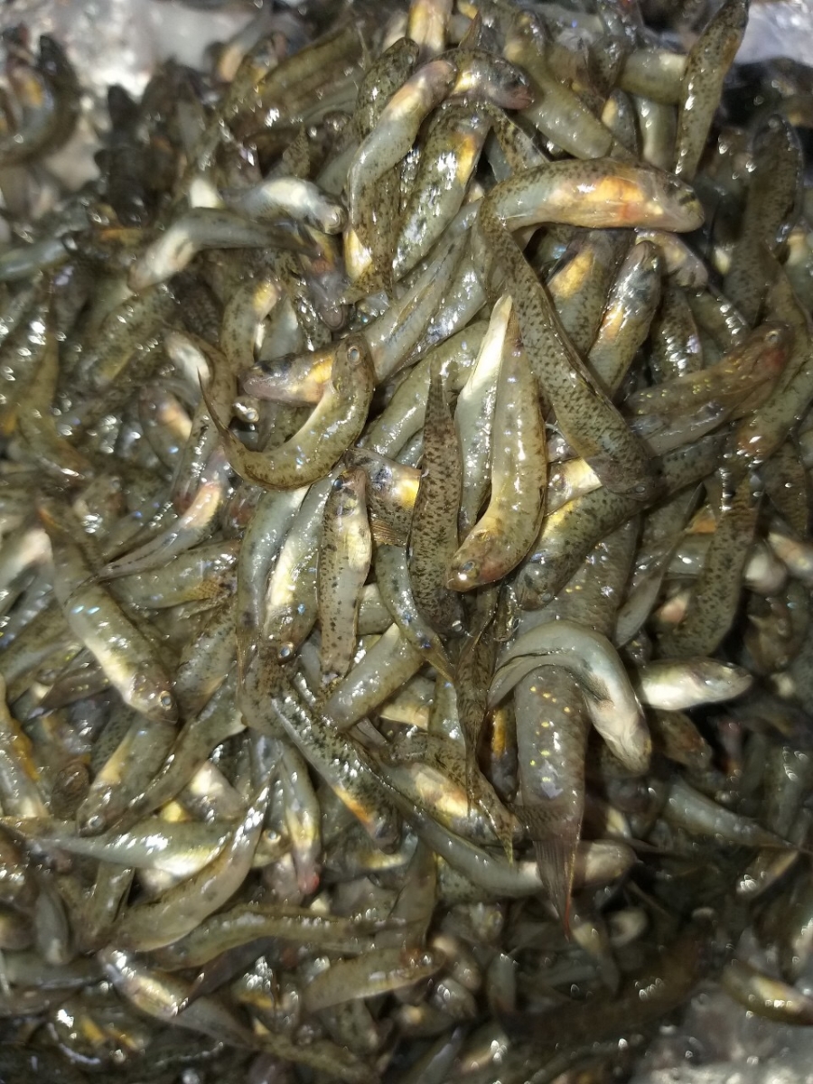 Marble goby for best sale sale